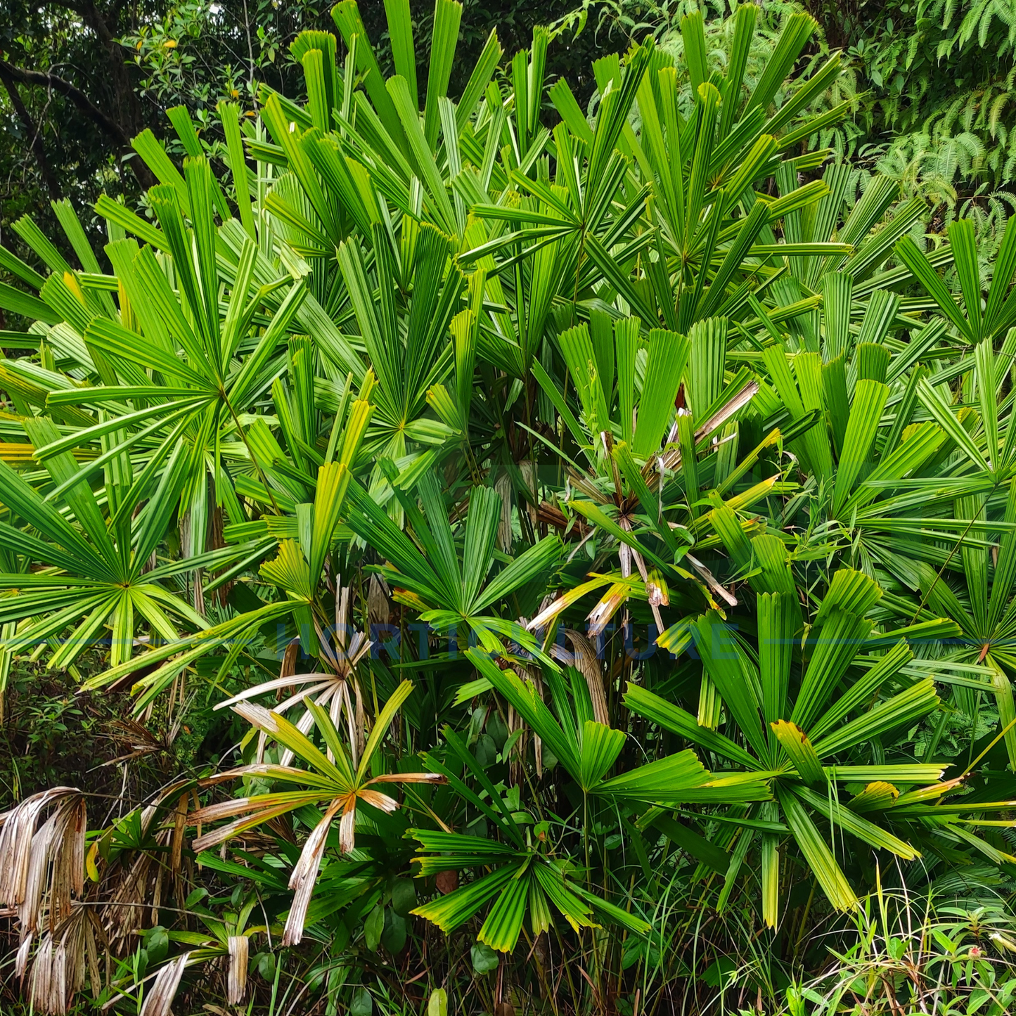 Licuala spinosa 'Mangrove Fan Palm' Kingdom Horticulture