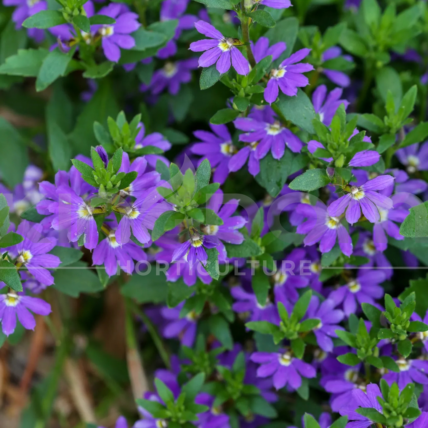Scaevola aemula 'Aussie Salute Blue' Kingdom Horticulture