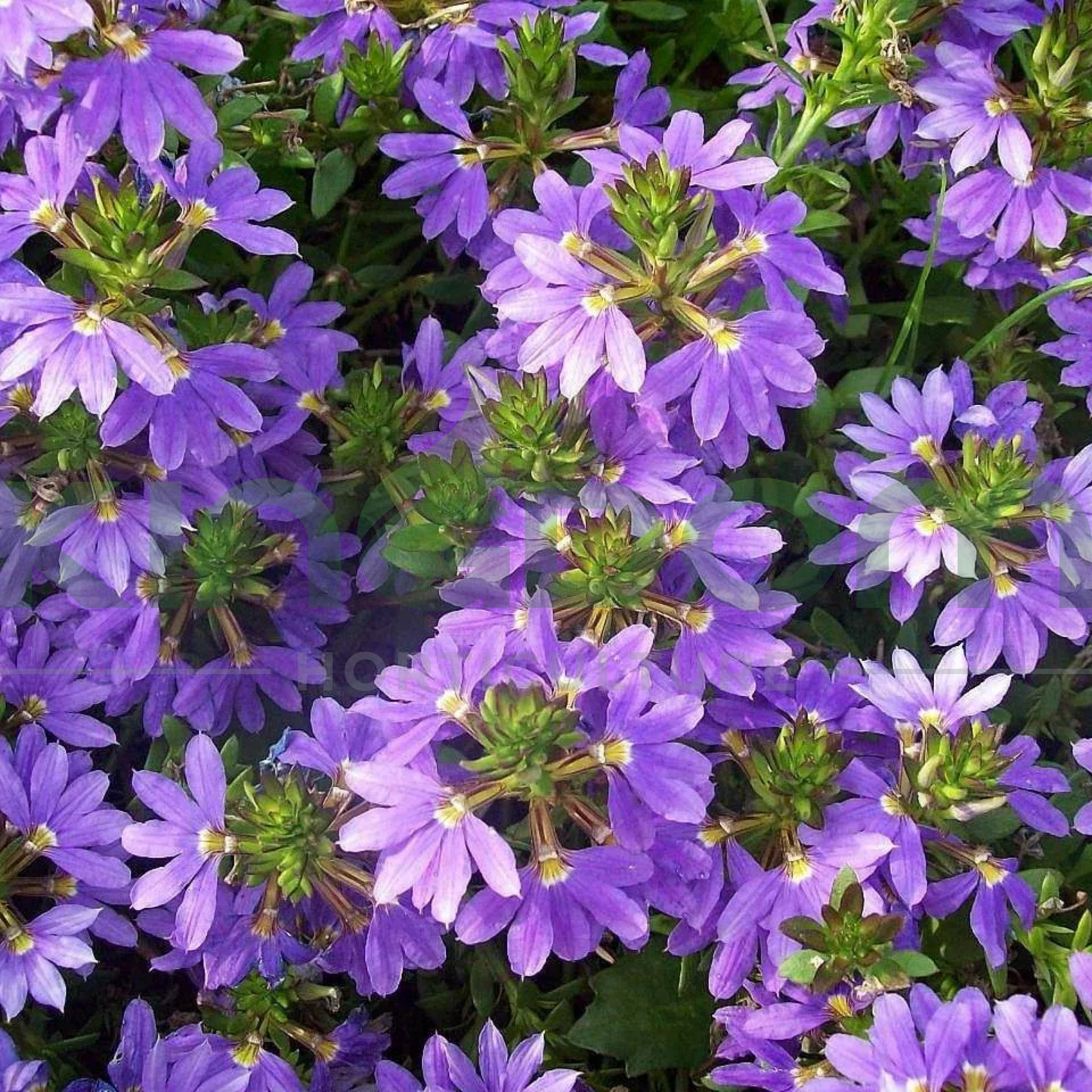 Scaevola aemula 'Aussie Craw' Kingdom Horticulture