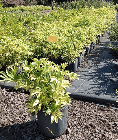 Schefflera arboricola "Madame De Smet" | Multiple Sizes - Kingdom Horticulture Kingdom Horticulture