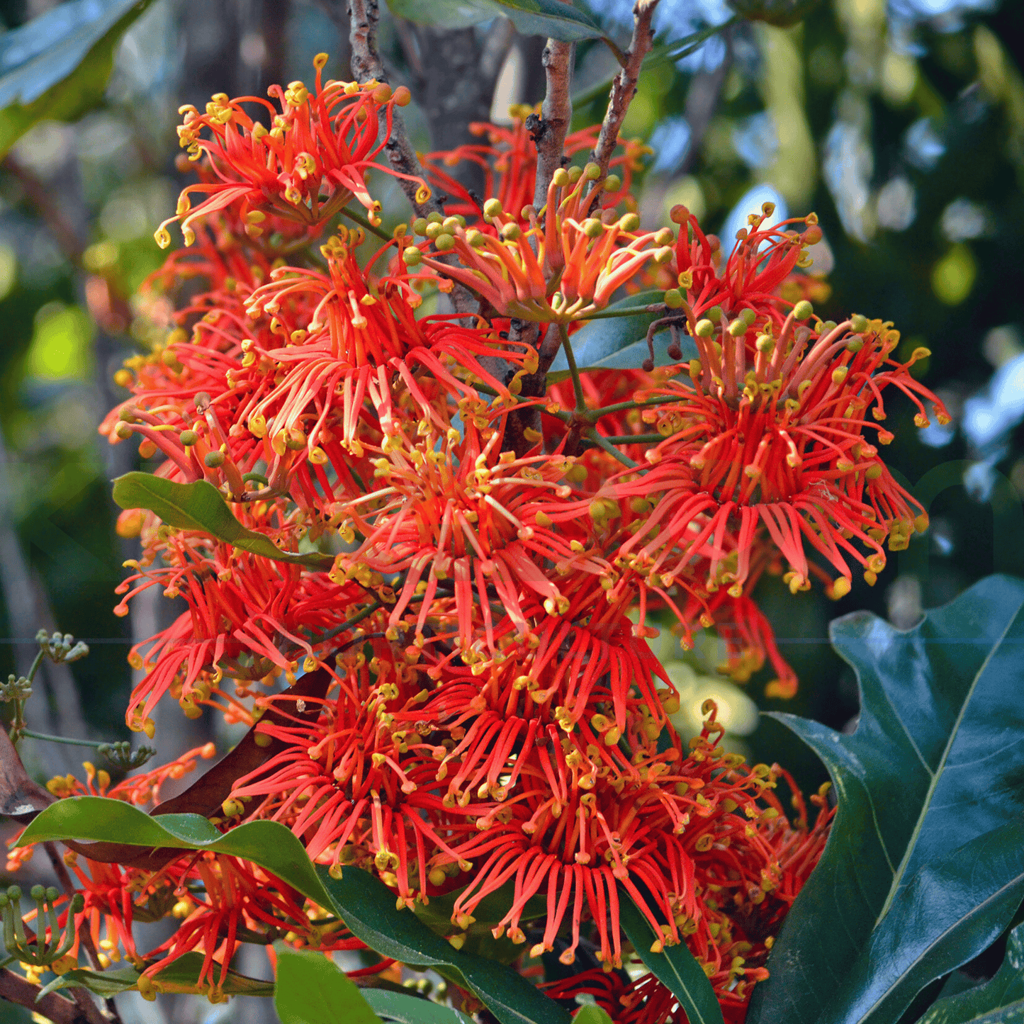 Stenocarpus sinuatus 'Firewheel Tree' | Multiple Sizes - Kingdom Horticulture Kingdom Horticulture