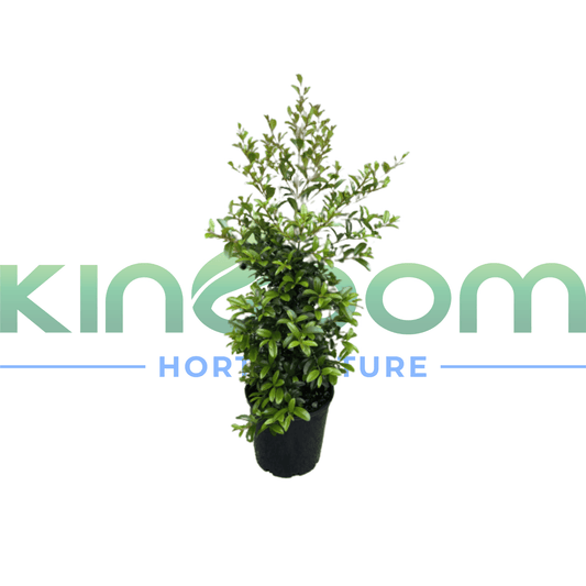 Syzygium australe 'Straight and Narrow™' | Multiple Sizes - Kingdom Horticulture Kingdom Horticulture