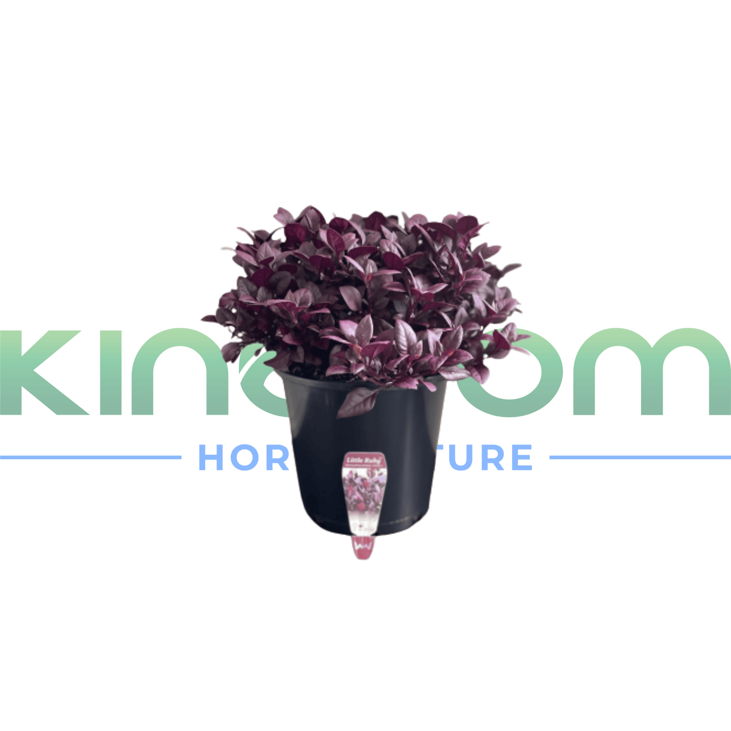 Alternanthera dentata 'LITTLE RUBY™' | Multiple Sizes - Kingdom Horticulture Kingdom Horticulture
