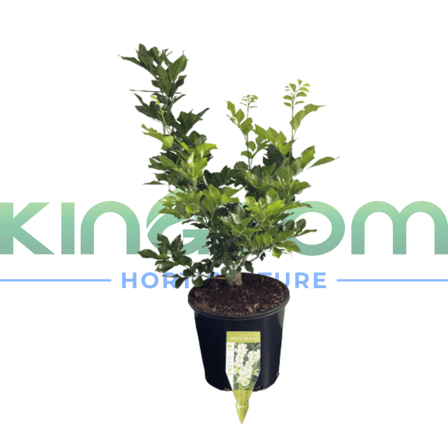Murraya paniculata 'Orange Jasmine' | Multiple Sizes - Kingdom Horticulture Kingdom Horticulture