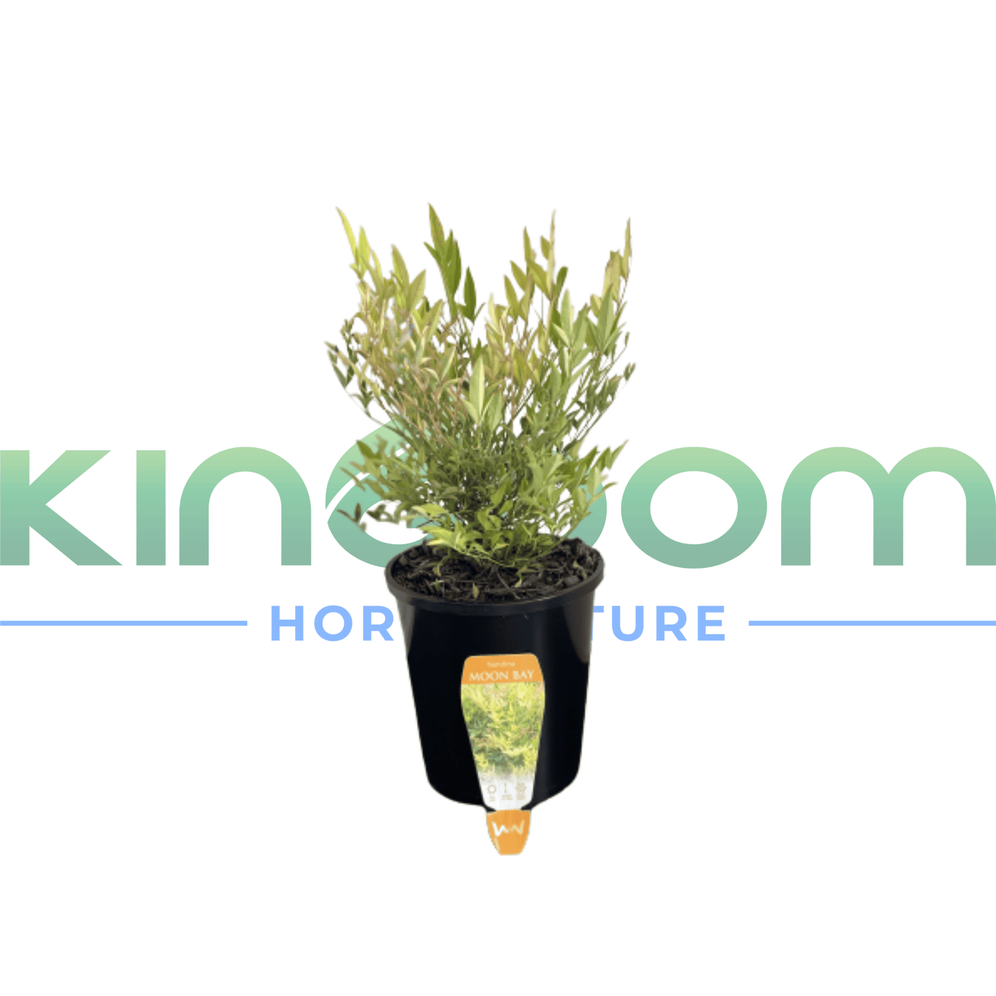 Nandina domestica 'Moon Bay' | Multiple Sizes - Kingdom Horticulture Kingdom Horticulture