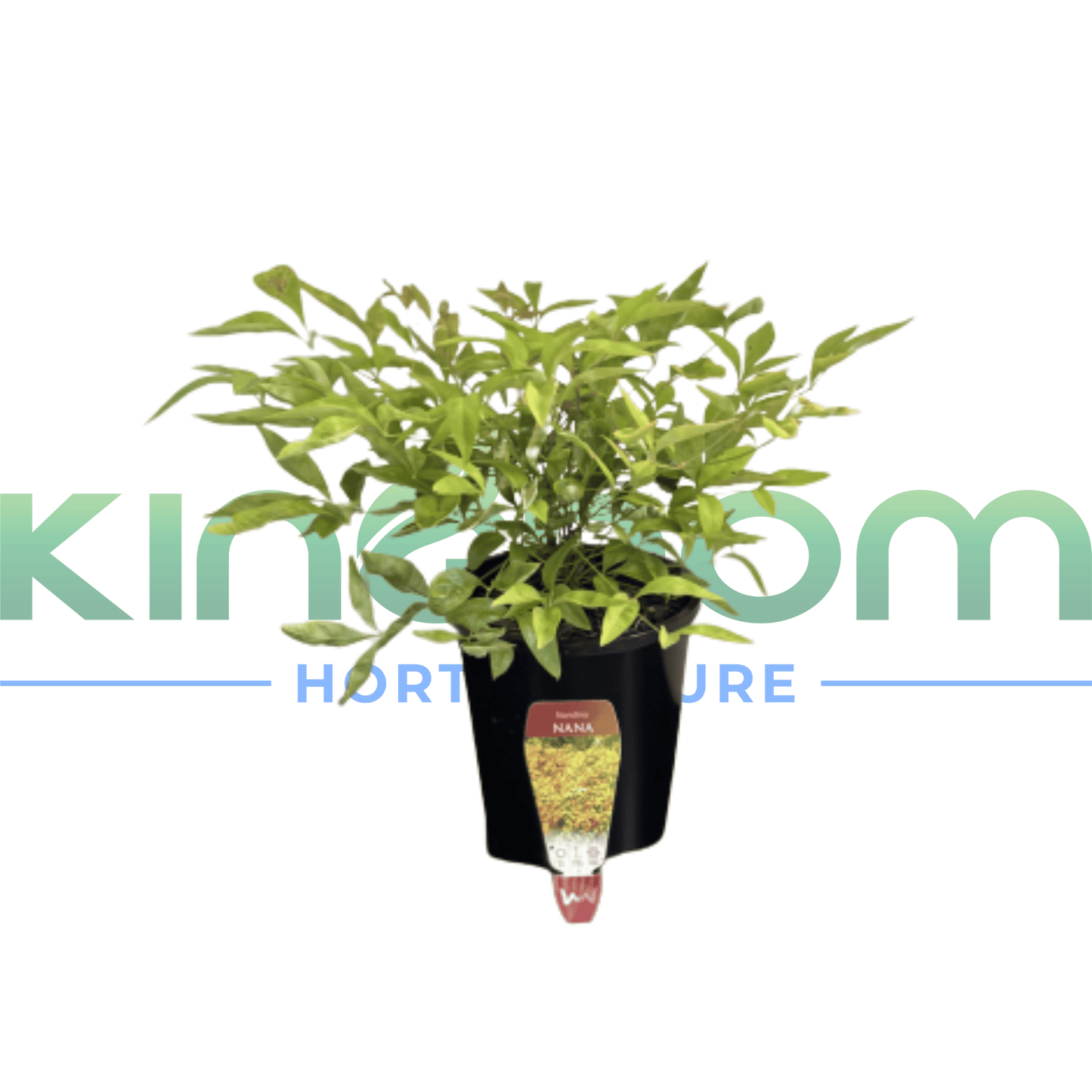 Nandina domestica 'Nana' | Multiple Sizes - Kingdom Horticulture Kingdom Horticulture