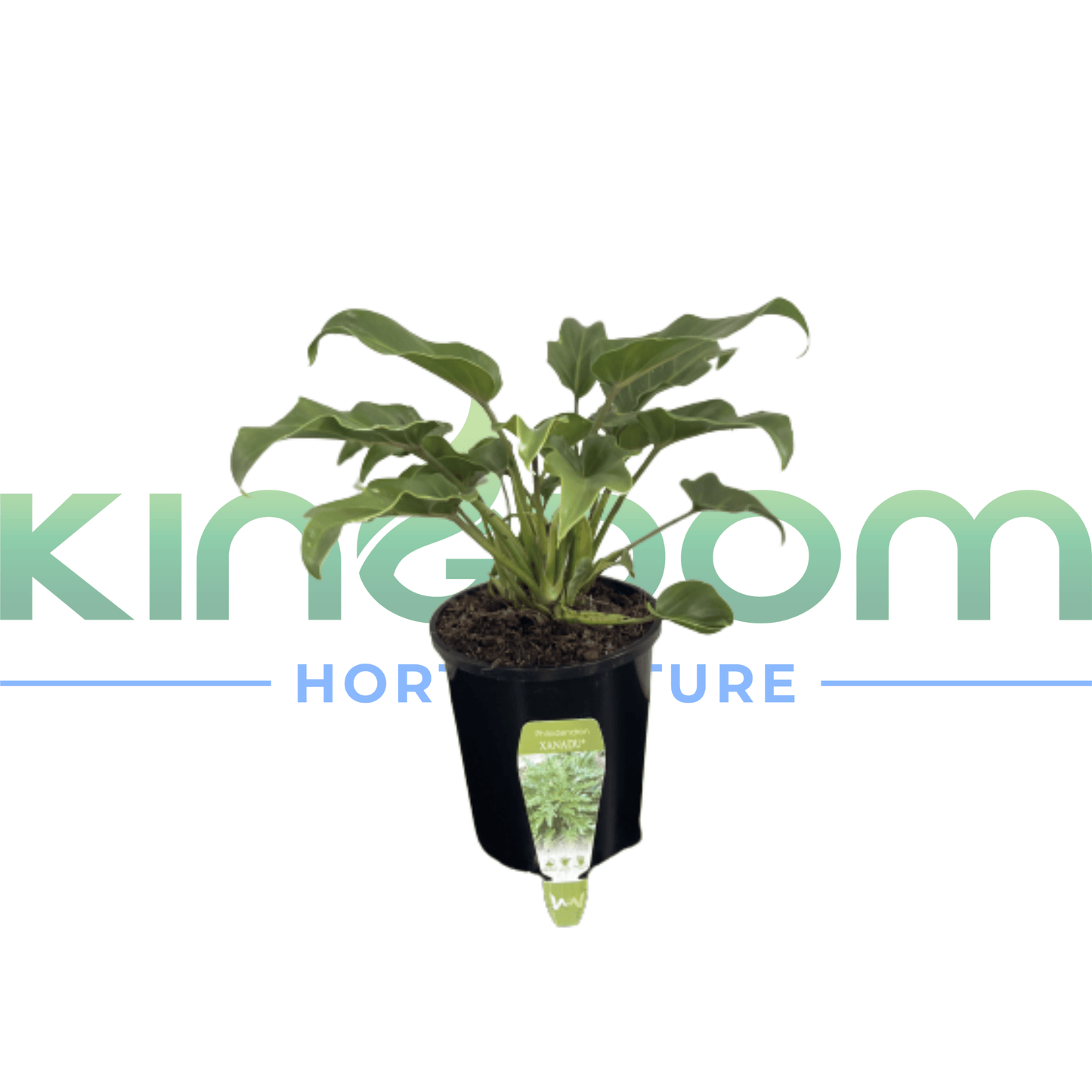 Philodendron selloum 'Xanadu' | Multiple Sizes - Kingdom Horticulture Kingdom Horticulture