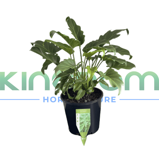 Philodendron selloum 'Xanadu' | Multiple Sizes - Kingdom Horticulture Kingdom Horticulture