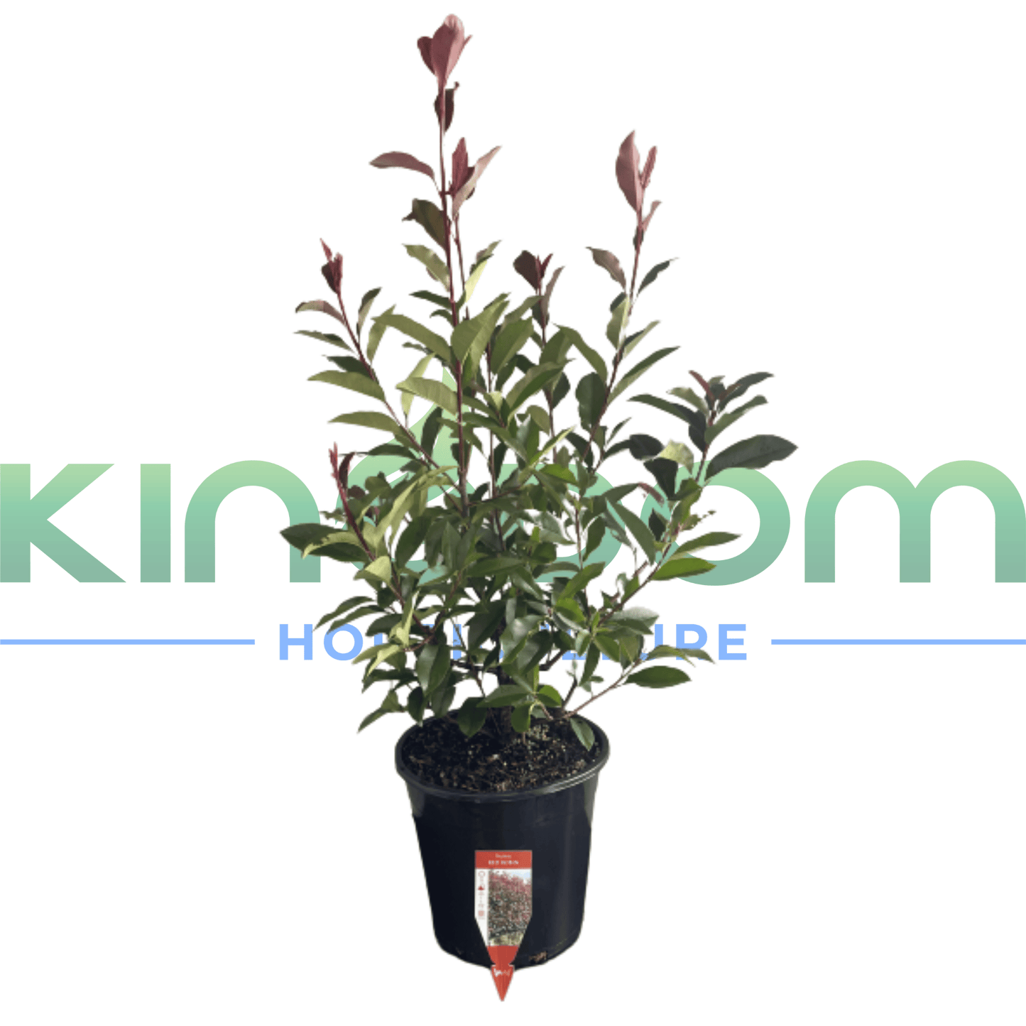 Photinia fraserii 'Red Robin' | Multiple Sizes - Kingdom Horticulture Kingdom Horticulture