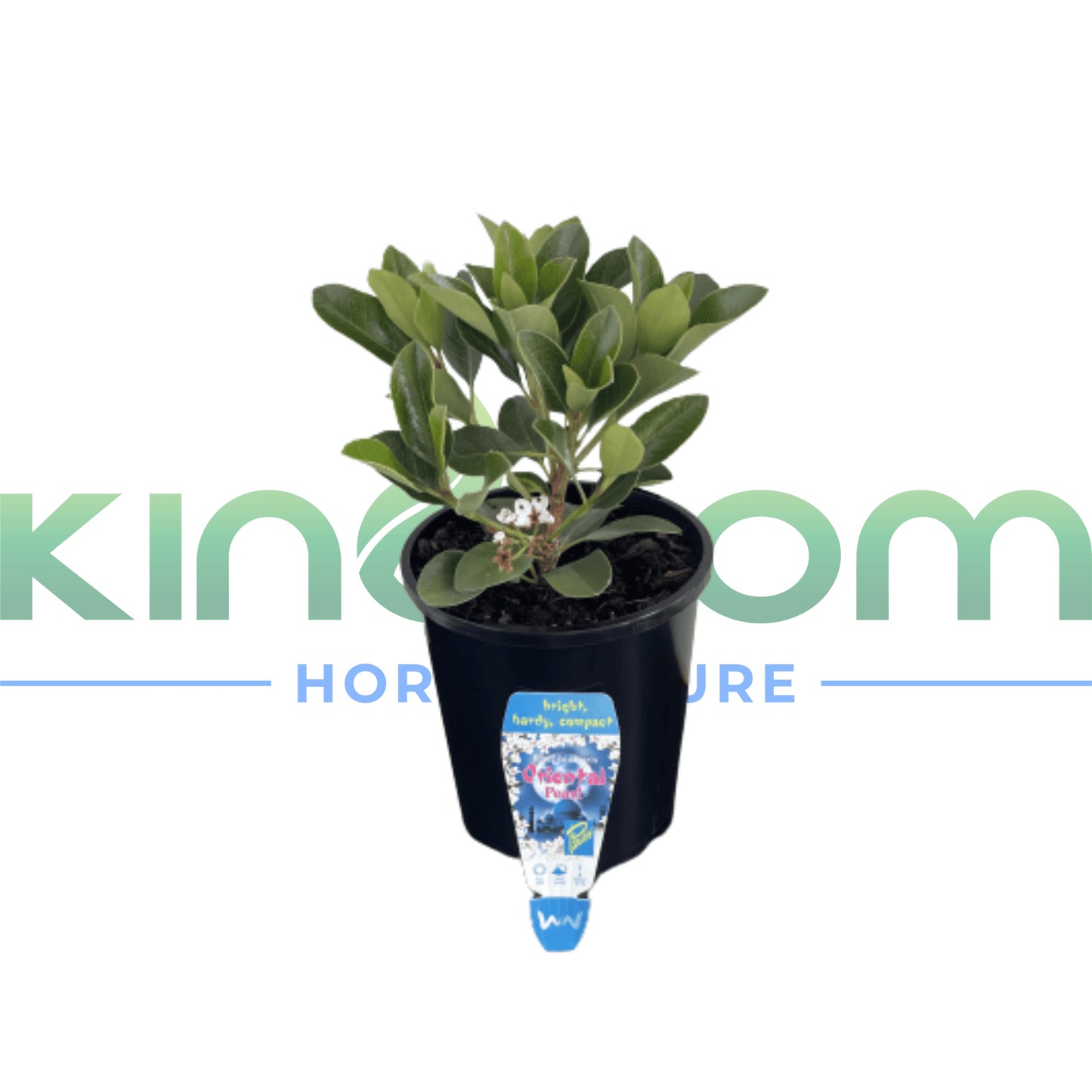 Rhaphiolepis indica 'Oriental Pearl' | Multiple Sizes - Kingdom Horticulture Kingdom Horticulture