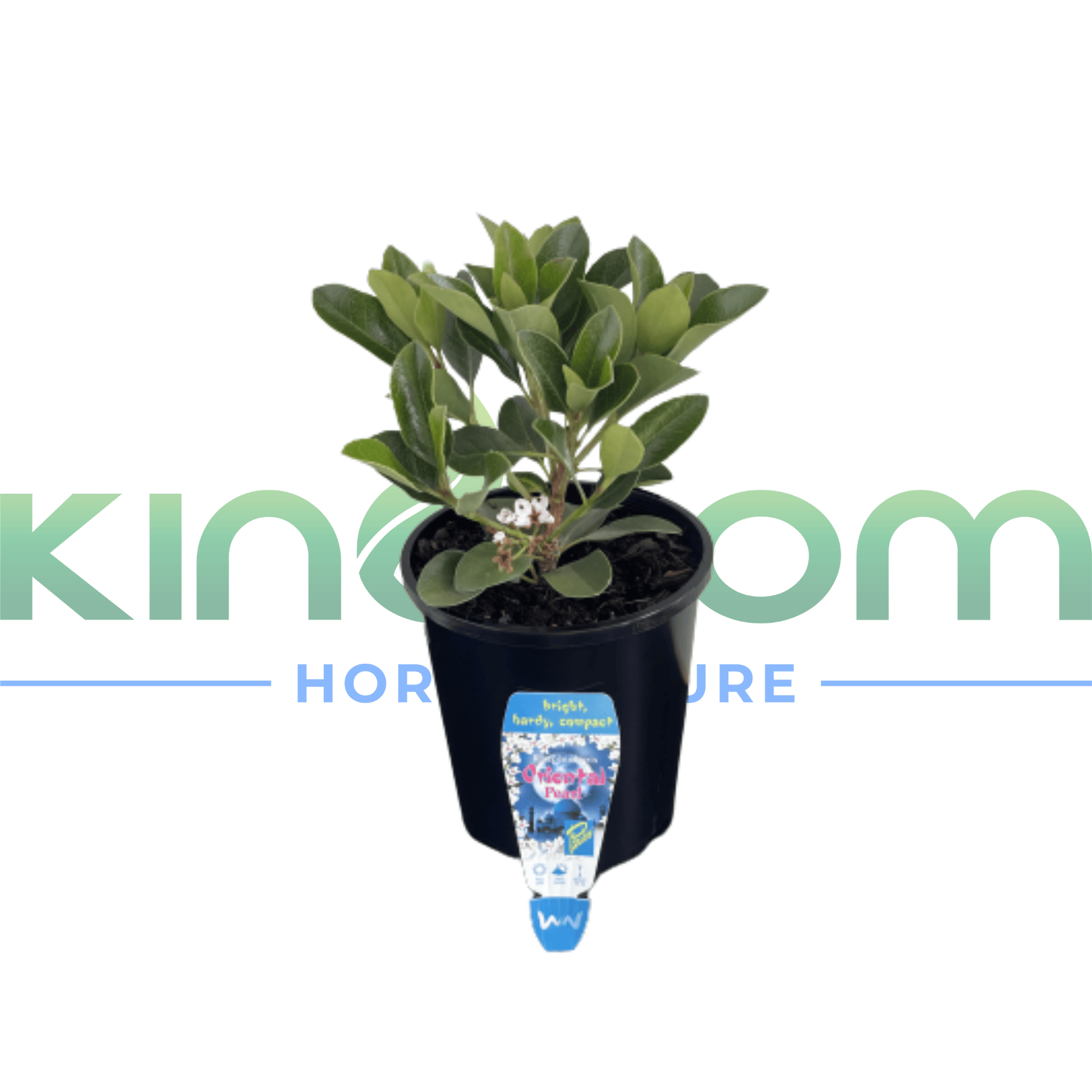 Rhaphiolepis indica 'Oriental Pearl' | Multiple Sizes - Kingdom Horticulture