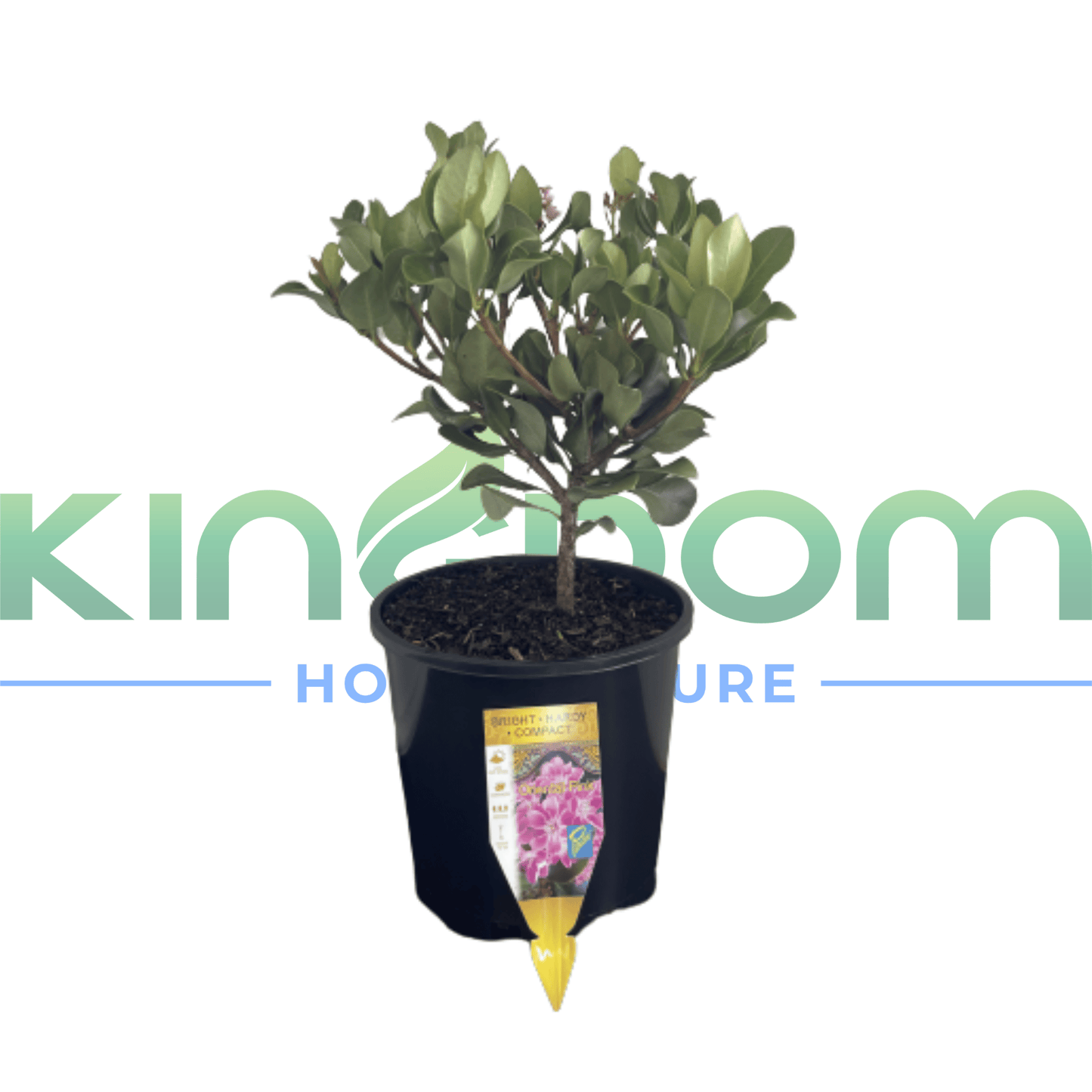 Rhaphiolepis indica 'Oriental Pink' | Multiple Sizes - Kingdom Horticulture Kingdom Horticulture