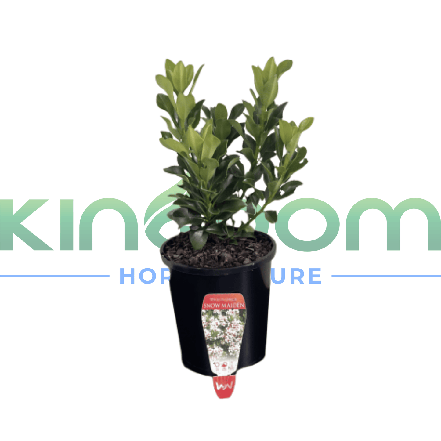 Rhaphiolepis indica 'Snow Maiden' | Multiple SIzes - Kingdom Horticulture Kingdom Horticulture