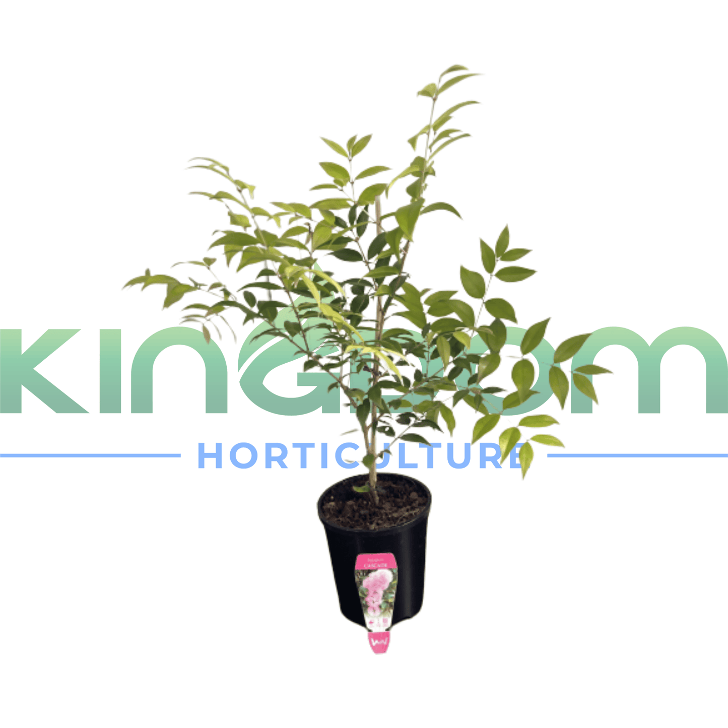 Syzygium luehmannii-x-wilsonii 'Cascade' | Multiple Sizes - Kingdom Horticulture Kingdom Horticulture