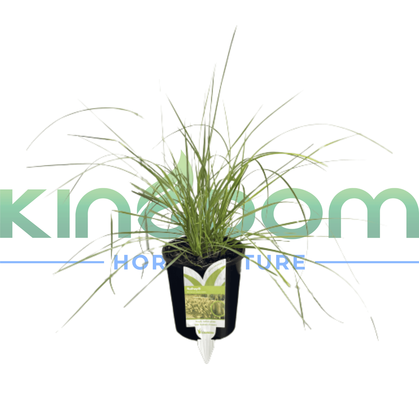 Pennisetum alopecuroides 'NAFRAY®' 140mm - Kingdom Horticulture Kingdom Horticulture