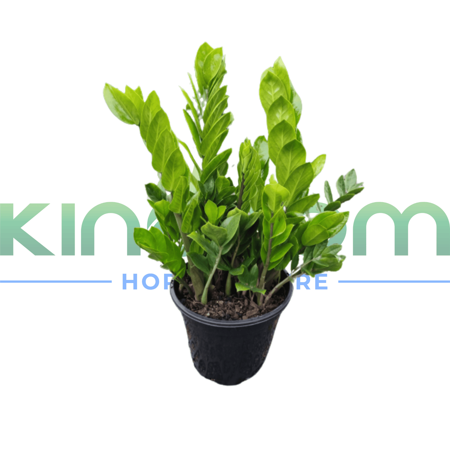 Zamioculcas zamiifolia 'Zanzibar gem' | Multiple Sizes - Kingdom Horticulture Kingdom Horticulture