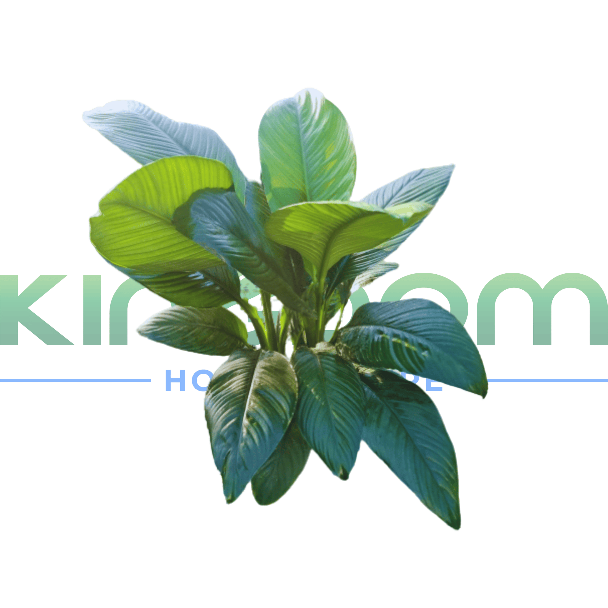 Spathiphyllum 'Sensation' | Multiple Sizes - Kingdom Horticulture