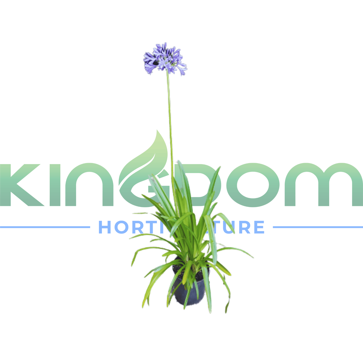 Agapanthus orientalis 'Blue' | Multiple Sizes - Kingdom Horticulture Kingdom Horticulture