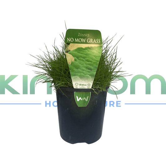 Zoysia tenuifolia 'No Mow Grass' | Multiple Sizes - Kingdom Horticulture Kingdom Horticulture