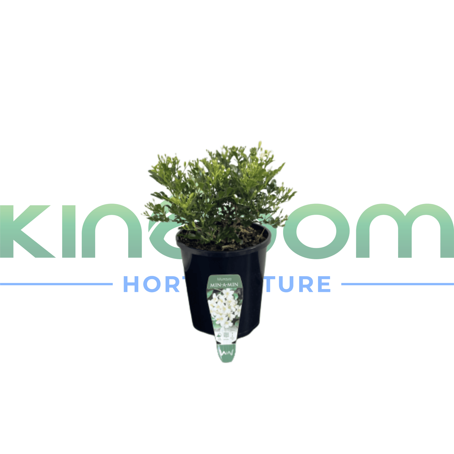 Murraya paniculata "Min a Min" | Multiple Sizes - Kingdom Horticulture Kingdom Horticulture