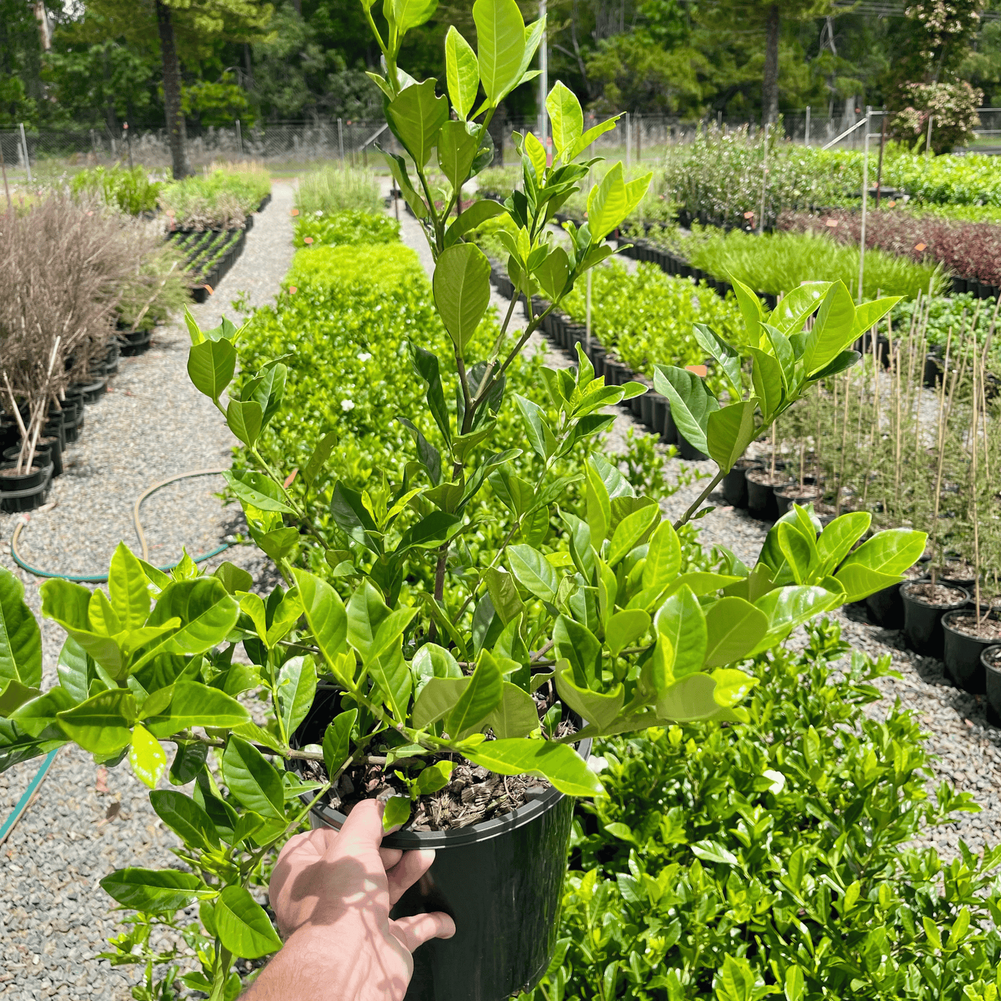 Gardenia augusta 'Florida' | Multiple Sizes - Kingdom Horticulture Kingdom Horticulture