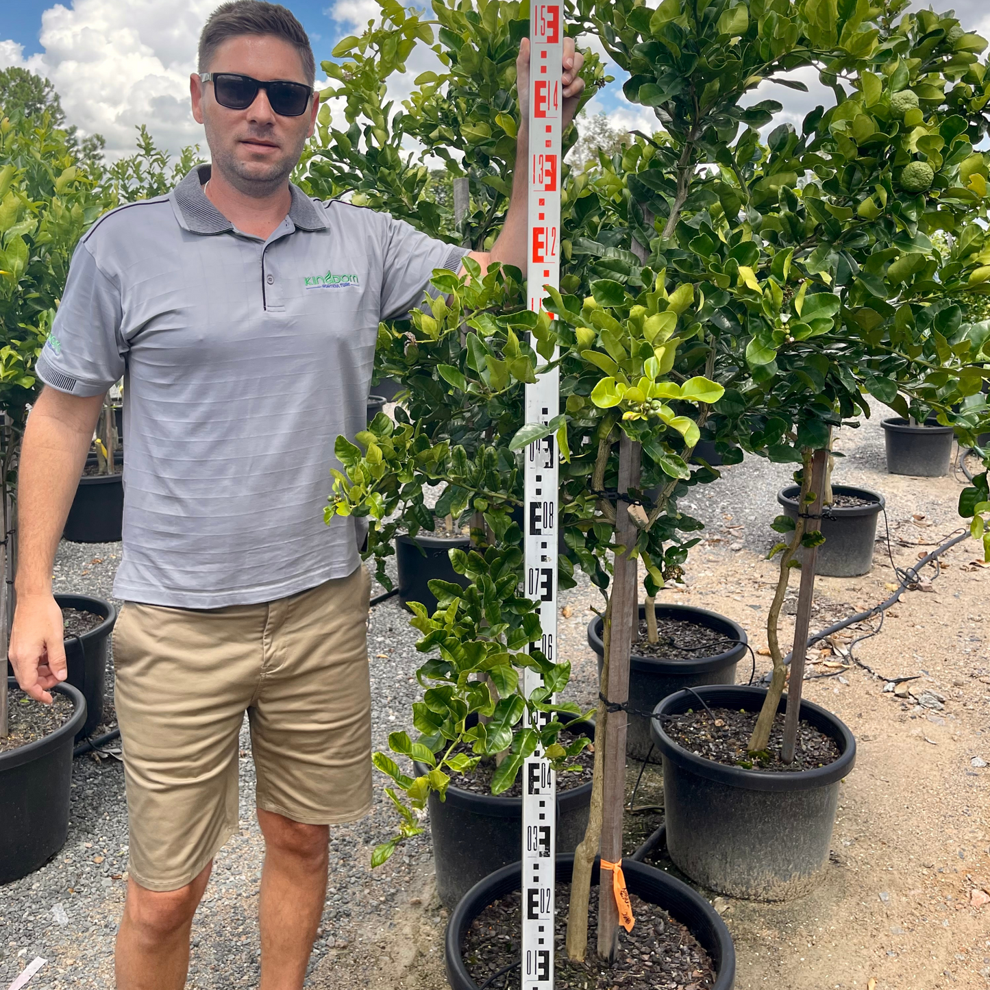 Citrus hystrix "Kaffir Lime" | Grafted 500mm Kingdom Horticulture