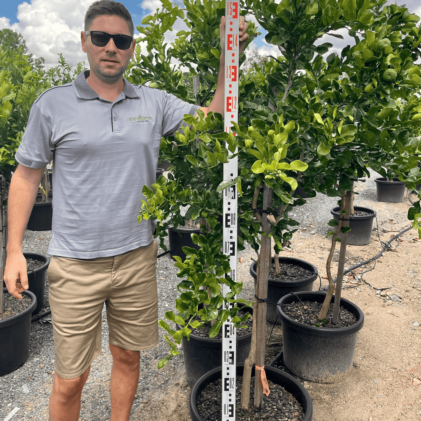 Citrus hystrix "Kaffir Lime" | Grafted 500mm - Kingdom Horticulture Kingdom Horticulture