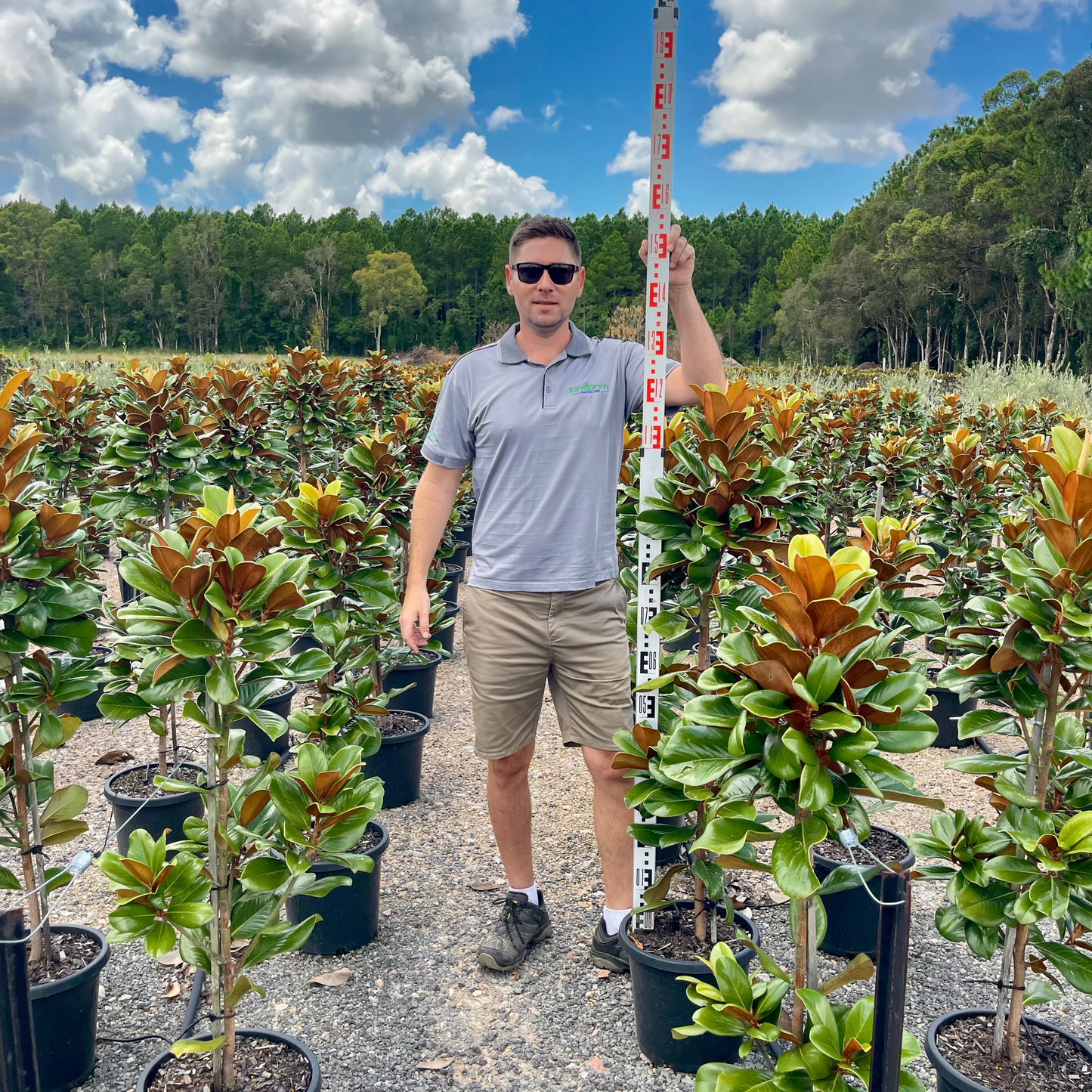 Magnolia grandiflora 'Teddy Bear' | Multiple Sizes Kingdom Horticulture