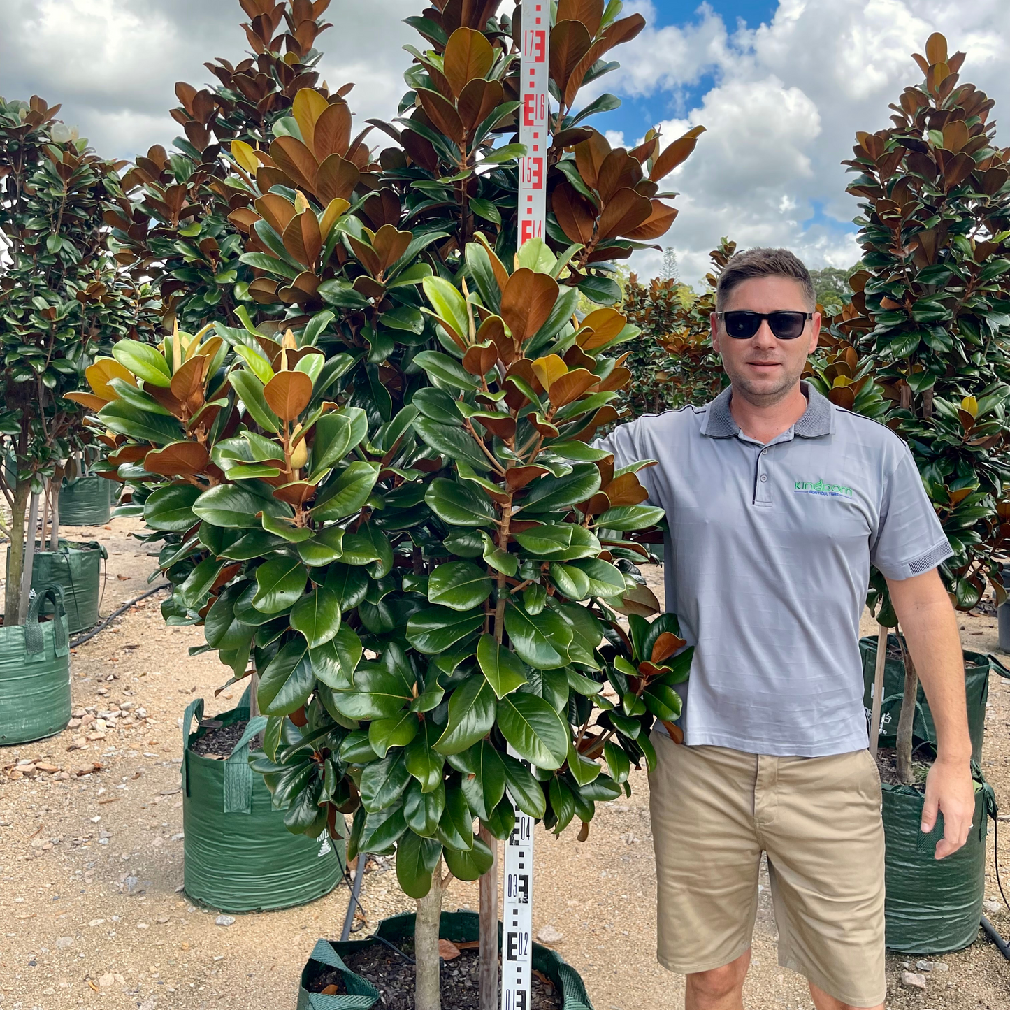 Magnolia grandiflora 'Teddy Bear' | Multiple Sizes Kingdom Horticulture