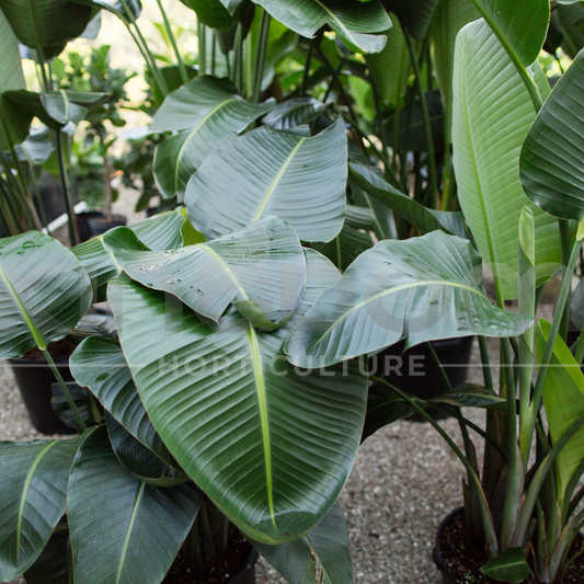 Kingdom Horticulture