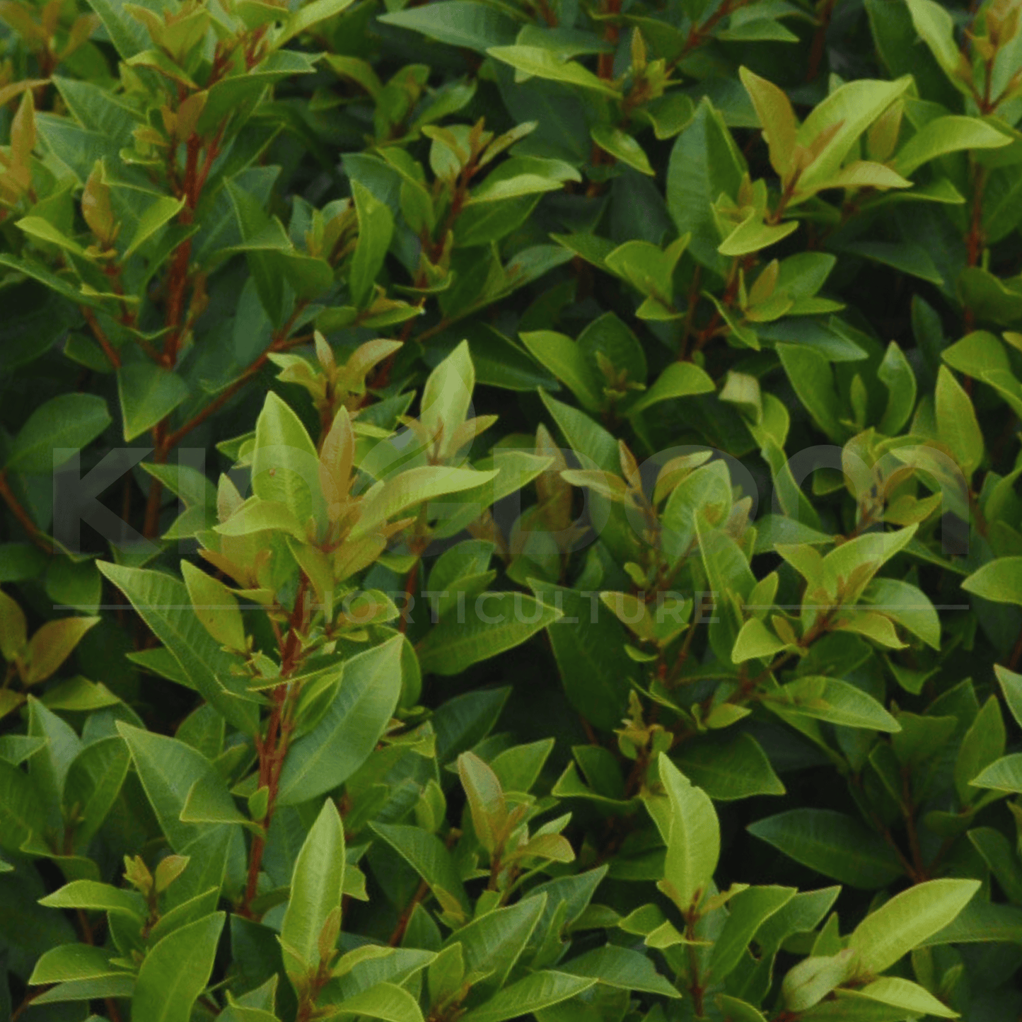 Syzygium australe 'Baby Boomer’ | Multiple Sizes - Kingdom Horticulture Kingdom Horticulture