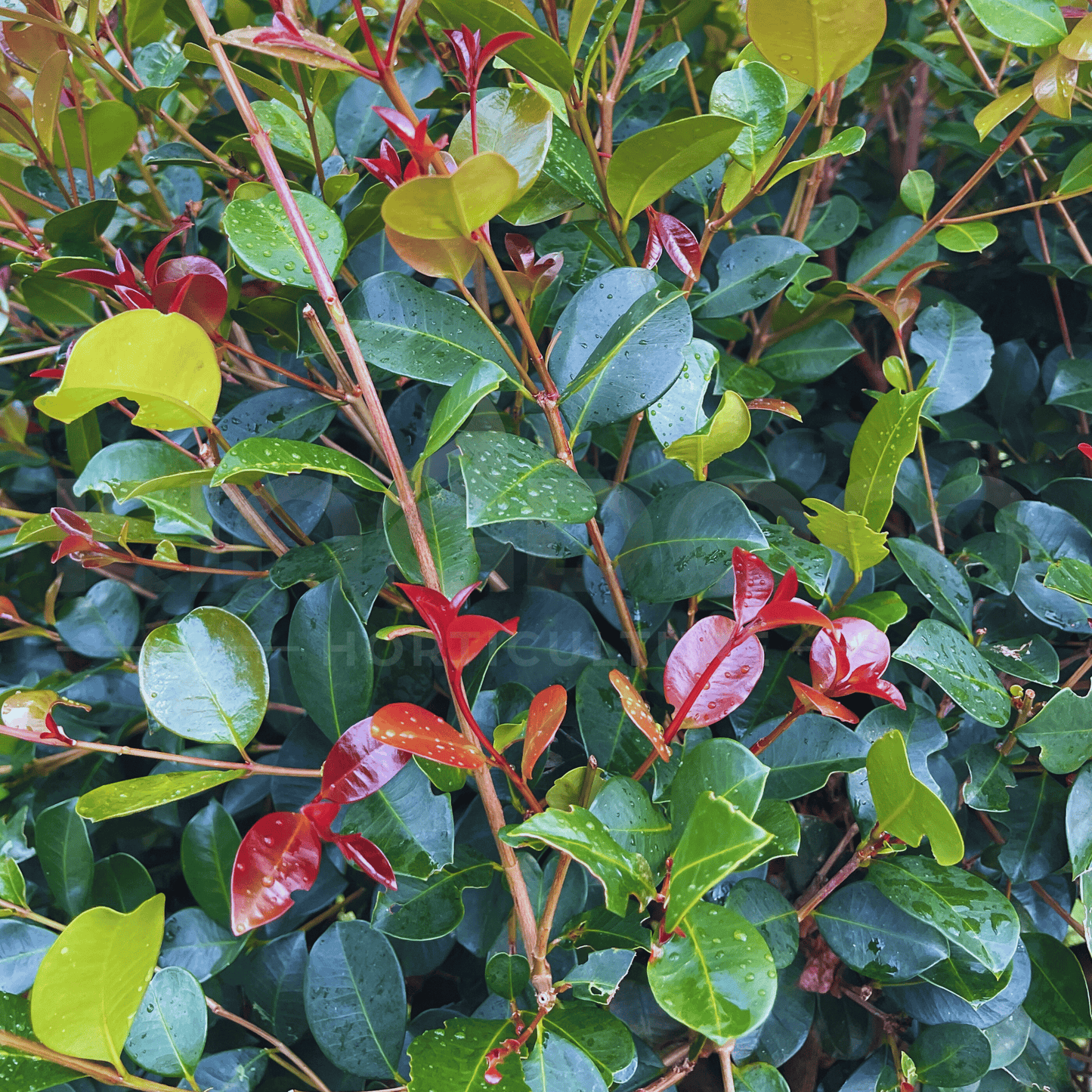 Syzygium australe 'Big Red' | Multiple Sizes - Kingdom Horticulture Kingdom Horticulture