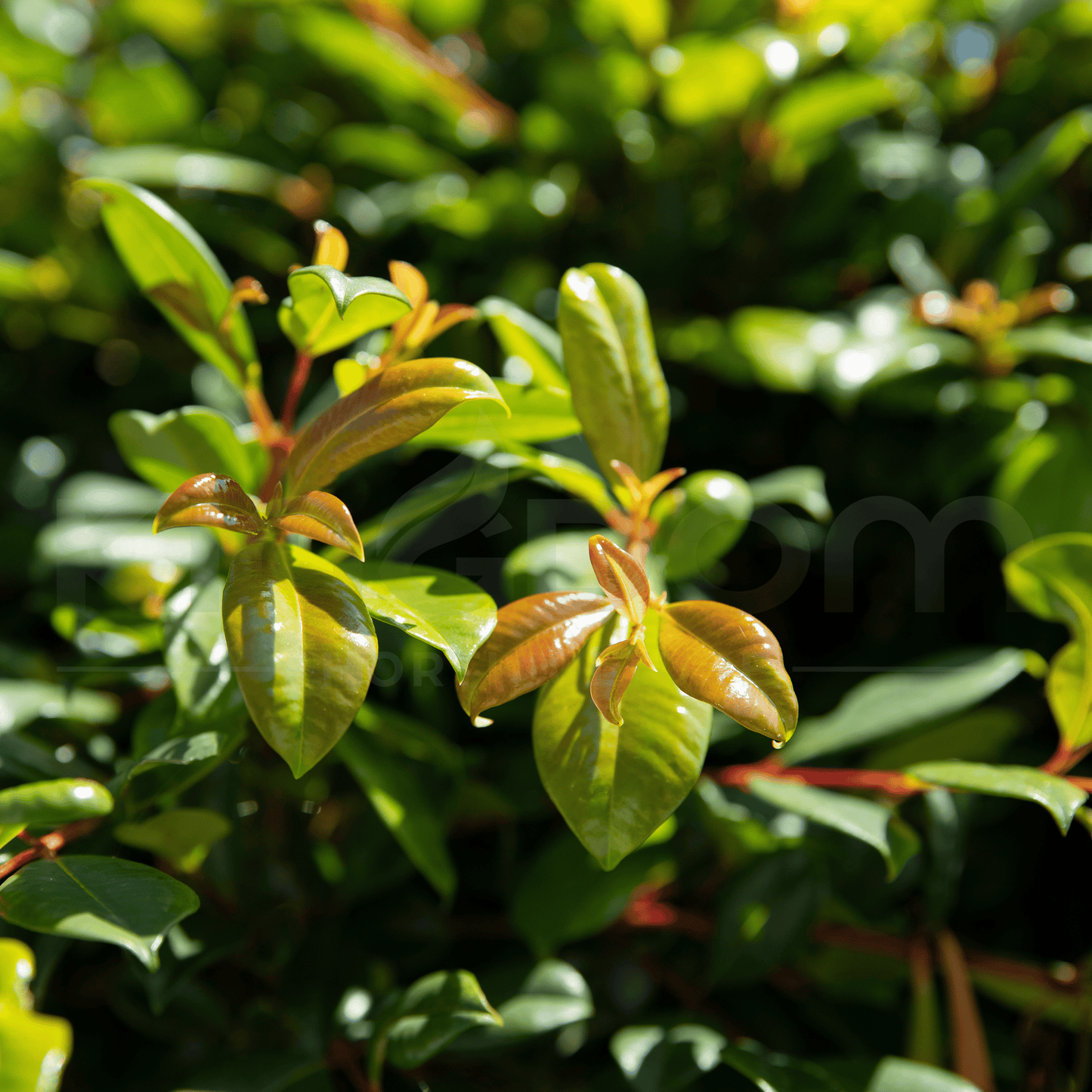 Syzygium australe ‘Resilience’ | Multiple Sizes - Kingdom Horticulture Kingdom Horticulture