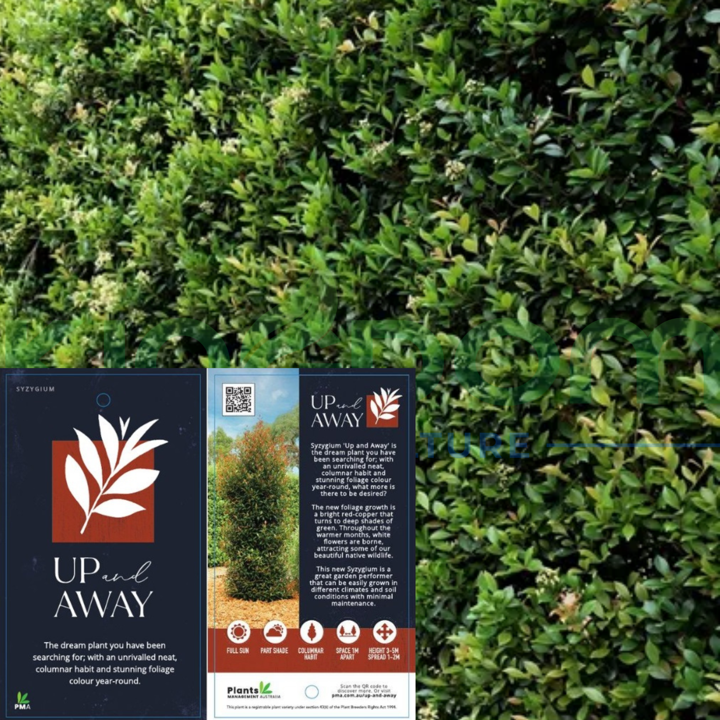 Syzygium australe 'Up and Away' Lilly Pilly Kingdom Horticulture