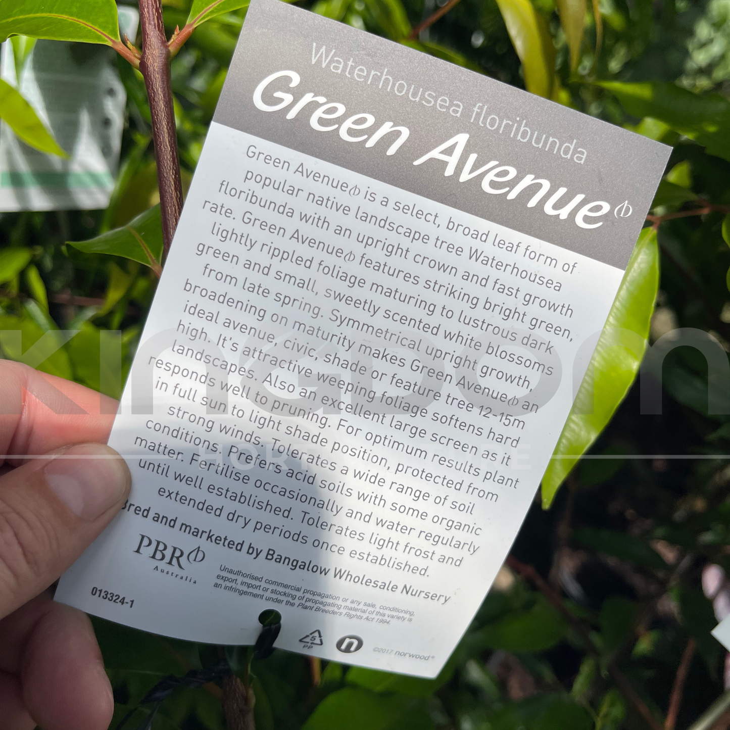 Waterhousia floribunda 'Green Avenue' (Syzygium) Kingdom Horticulture