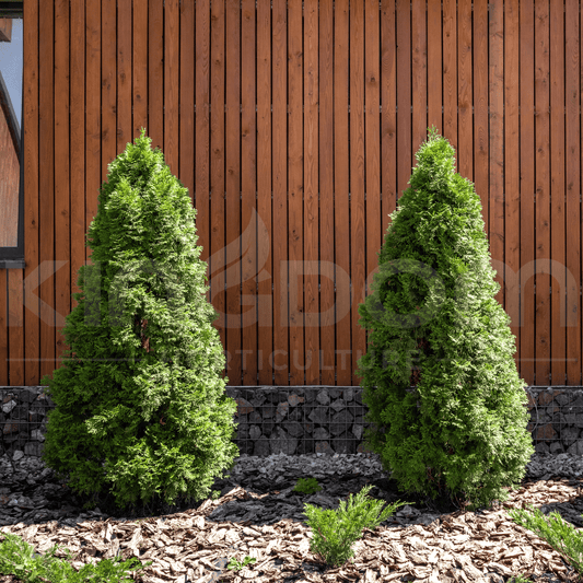Thuja occidentalis 'Smaragd' | Multiple Sizes - Kingdom Horticulture Kingdom Horticulture