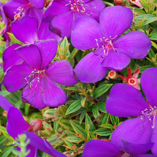 Tibouchina 'Groovy Baby' - Kingdom Horticulture Kingdom Horticulture