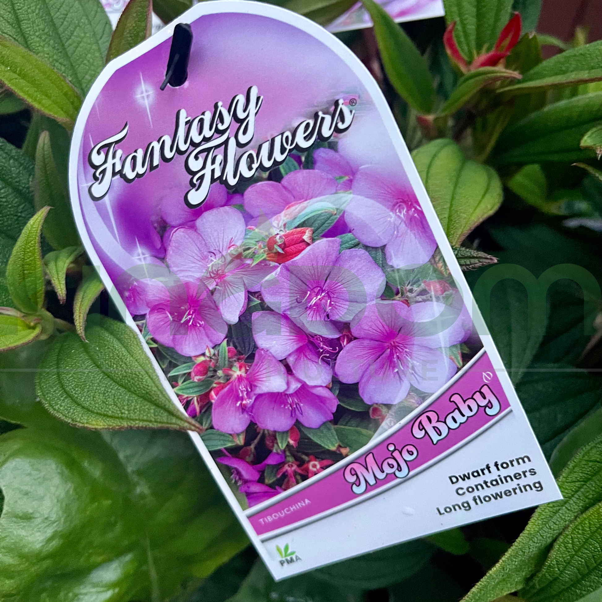 Kingdom Horticulture