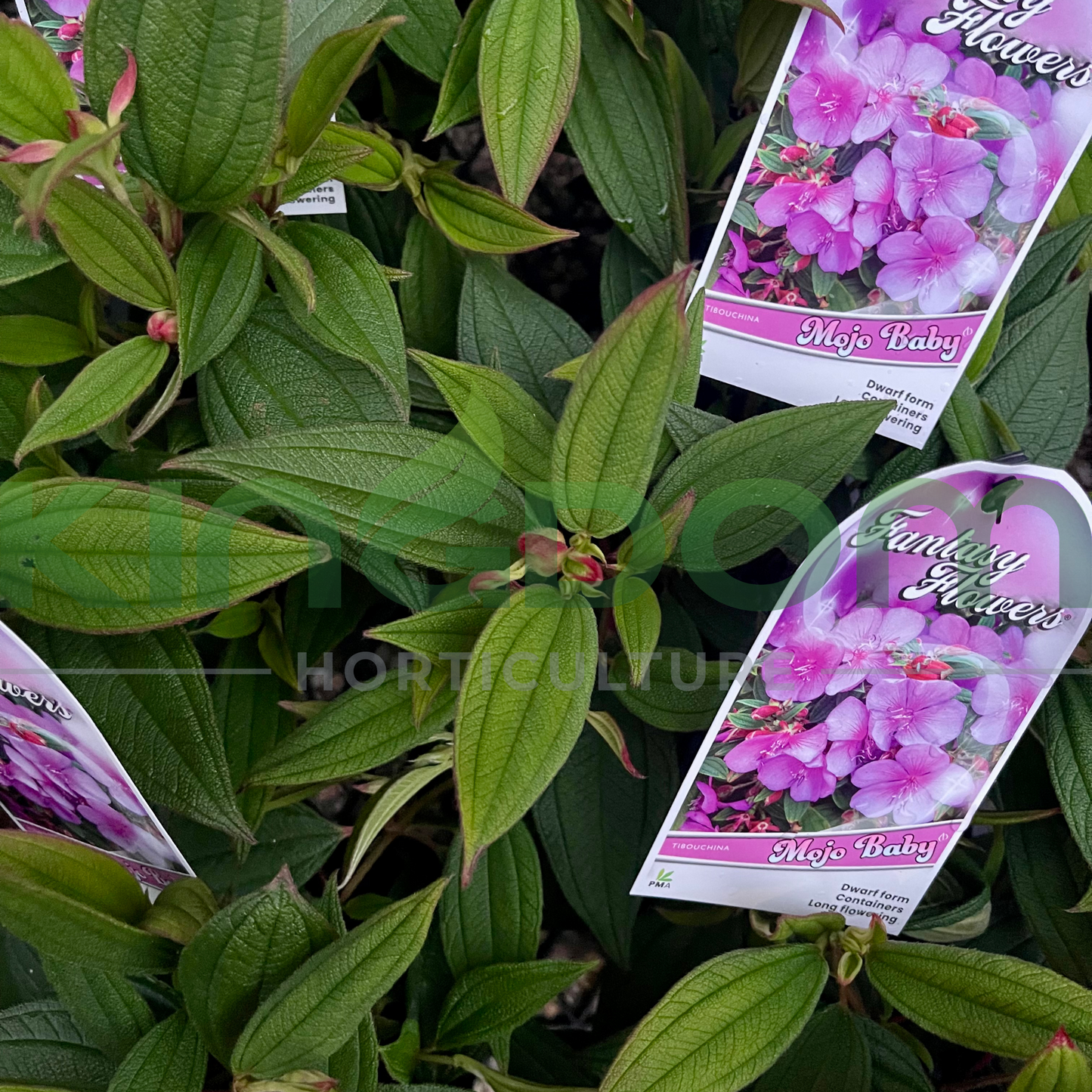 Tibouchina 'Mojo Baby' Kingdom Horticulture