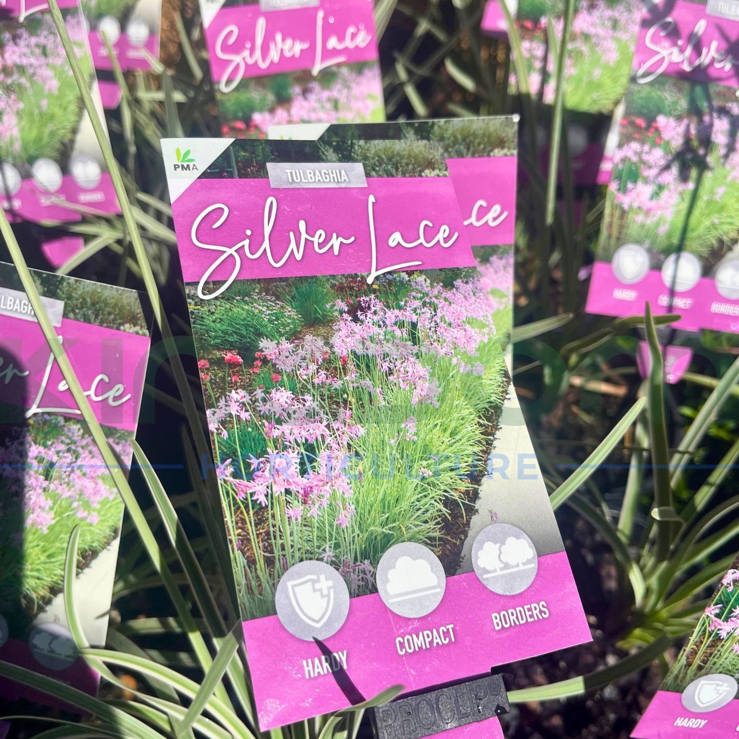 Tulbaghia violacea Silver Lace Kingdom Horticulture