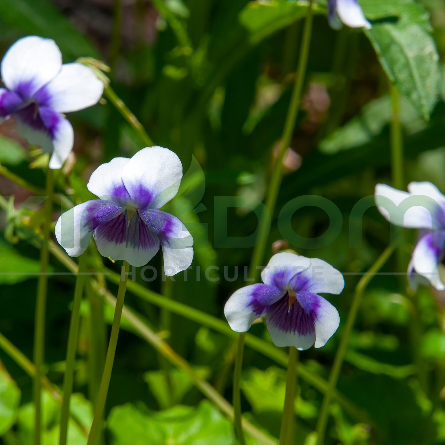 Viola hederacea 'Native Violet' Kingdom Horticulture