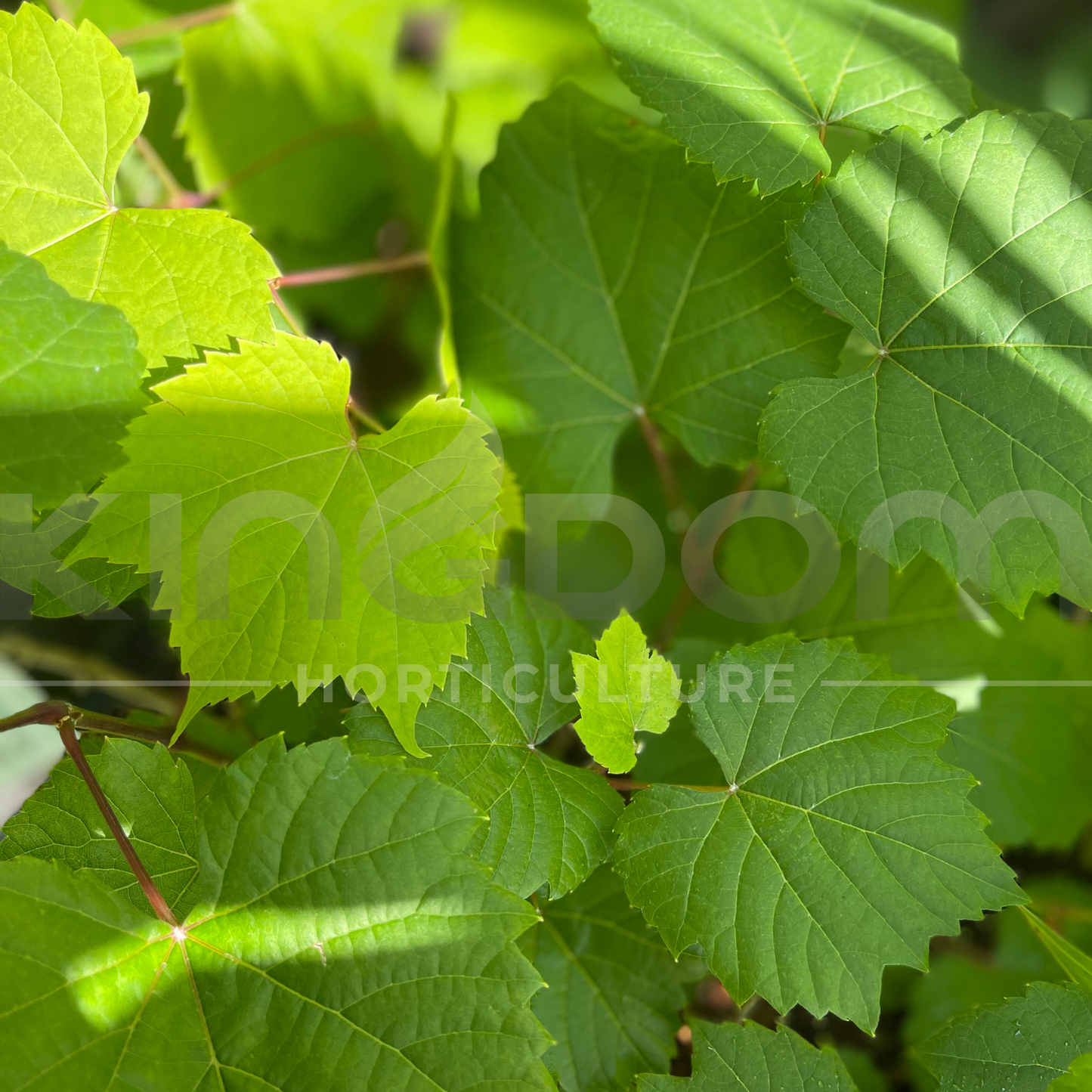 Vitis betulifolia ‘Ornamental Grape Vine’ Kingdom Horticulture