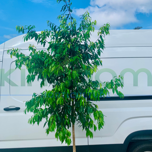 Waterhousia floribunda 'Warners' | Multiple Sizes Kingdom Horticulture