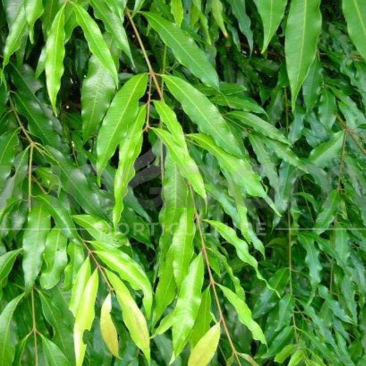 Waterhousia floribunda 'Amaroo' Kingdom Horticulture