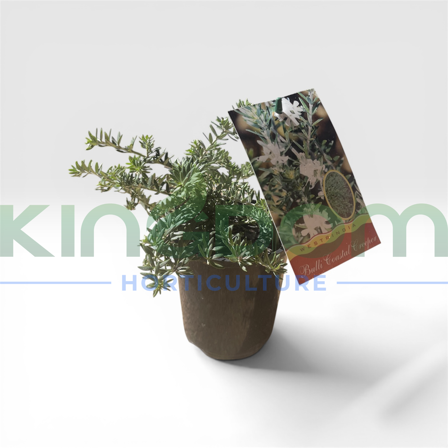 Westringia fruticosa ‘Bulli Coastal Creeper’ Kingdom Horticulture