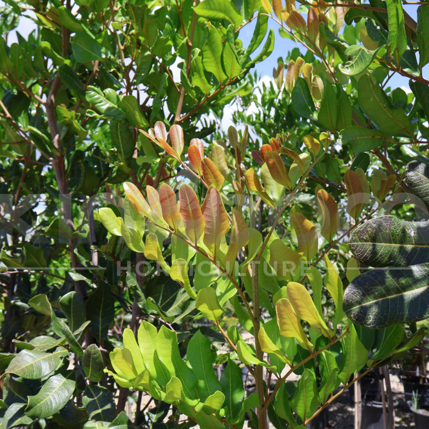 Cupaniopsis anacardioides 'Queensland Tuckeroo' Kingdom Horticulture