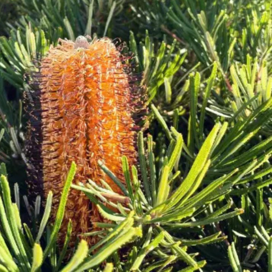 Banksia spinulosa dwarf 'Honey Eater Delight' - compact bird-attracting native