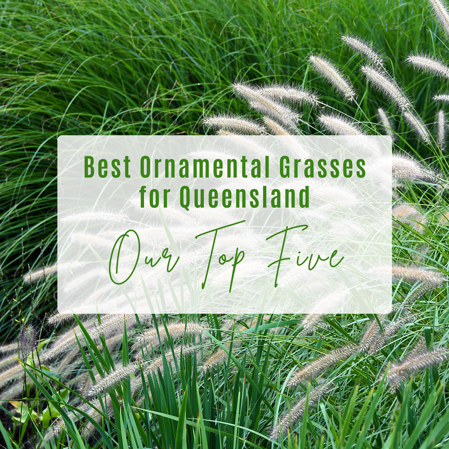 Best Ornamental Grasses for Queensland
