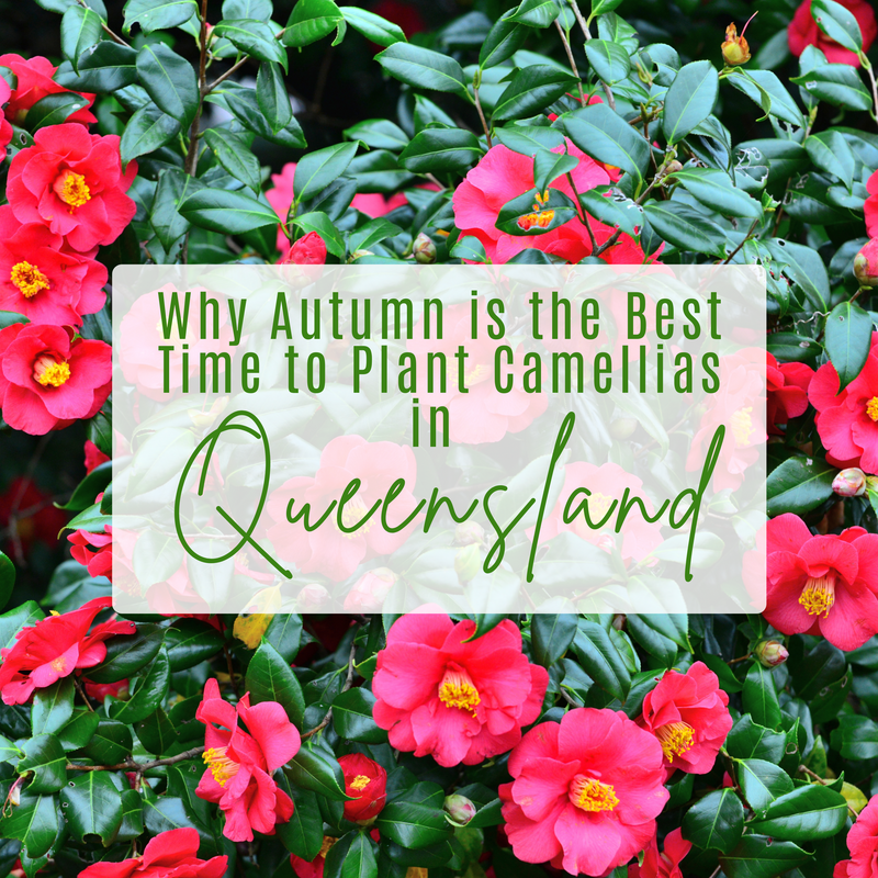 Why Autumn is the Best Time to Plant Camellias in Queensland: Sasanqua vs. Japonica