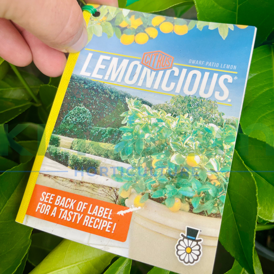 Citrus Lemonicious 'Dwarf Patio Lemon' - compact lemon tree for patios